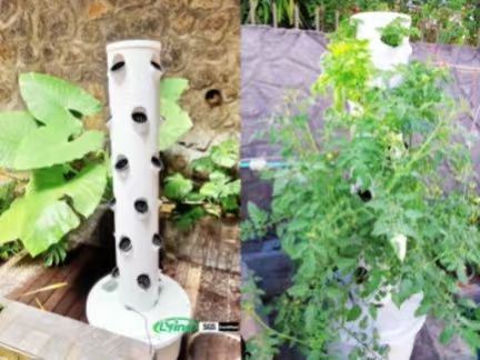 4P6 Hydroponic Tower Growing Lettuce and Basil on a German Apartment Balcony