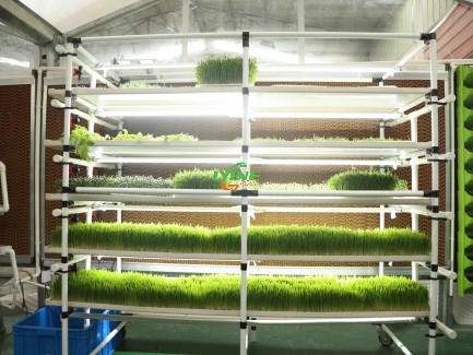  Microgreen system