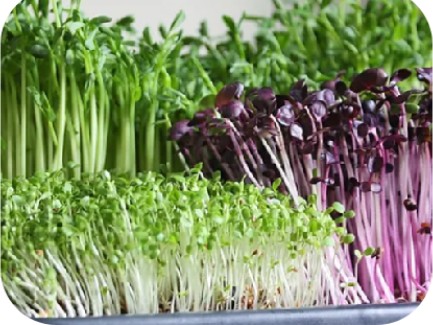  MIcrogreen