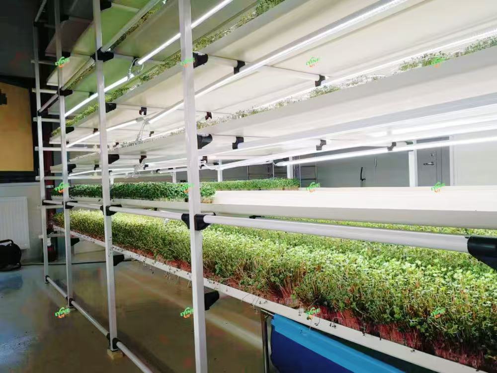 6-2 multi-layer microgreens growing system with LED grow lights for commercial indoor farming in Italy