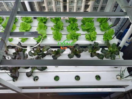 NFT Hydroponic System