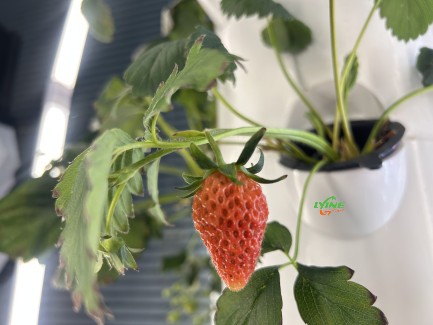 Hydroponic Tower System