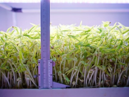  Microgreen system