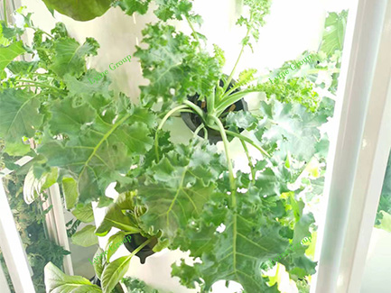Hydroponic Tower System 