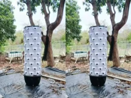 8P10 Hydroponic Tower Growing Fresh Vegetables in a Backyard Garden in Peru