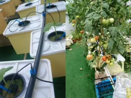Commercial Dutch Bucket hydroponic farming system for tomato and cucumber production in Seychelles