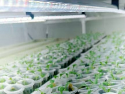 Commercial multi-layer seedling rack for vegetable and herb nursery cultivation