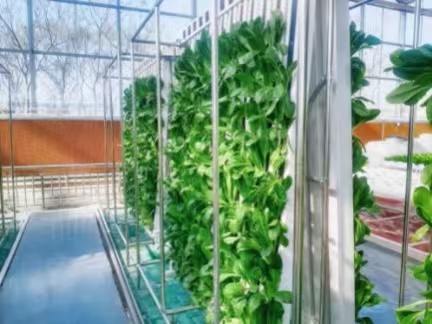 Commercial Double-Zip hydroponic system for growing leafy greens and herbs in a controlled environment