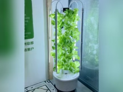 Compact hydroponic tower system growing leafy greens and herbs on a balcony in a Lisbon apartment, Portugal
