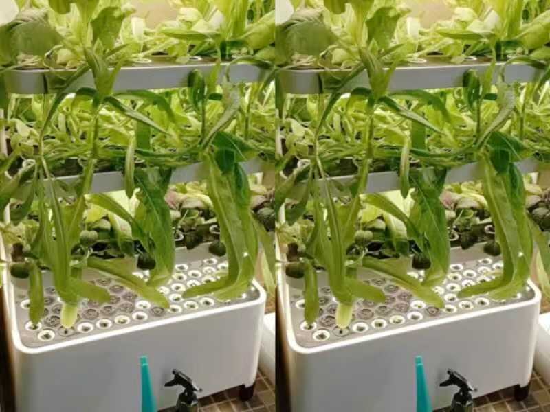 Lyine hydroponic grow cabinet used for indoor vegetable growing in a New Zealand study