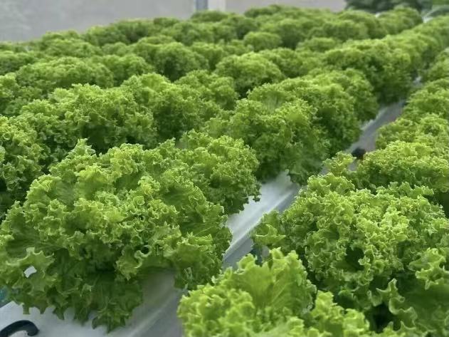 80 square meter NFT hydroponic greenhouse growing fresh leafy greens in Seychelles