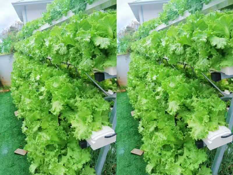 NFT hydroponic system growing fresh lettuce and green onions in a Seychelles island farm for local vegetable production