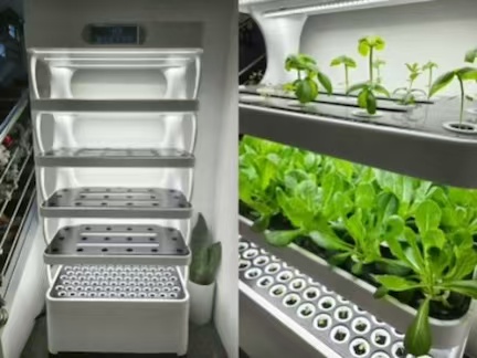Smart hydroponic growing cabinet for indoor lettuce and strawberry growing in an Italian home with vertical hydroponic system and seedling layer