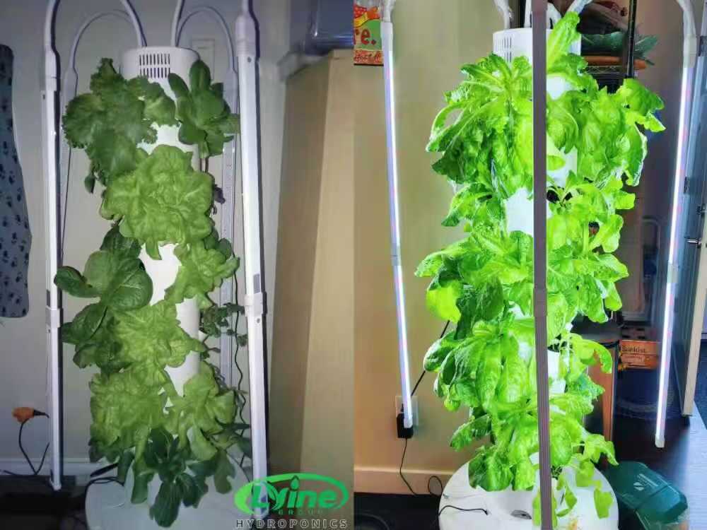 Indoor hydroponic tower system for growing lettuce leafy greens and strawberries in a warehouse
