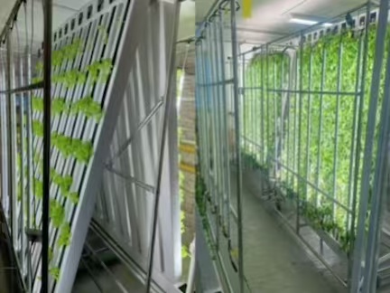 Zip Hydroponic Growing System for Indoor Farming