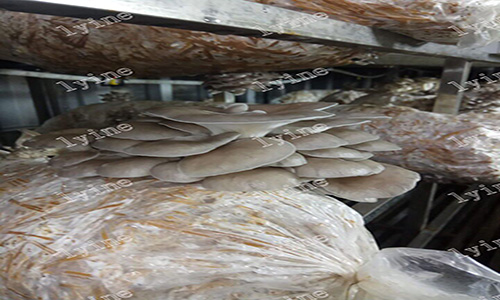 Container Growing Mushrooms