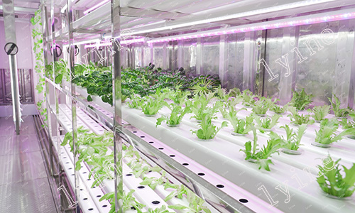  Hydroponic Container Vertical Farming - Can Grow Nearly 9000 Vegetables
