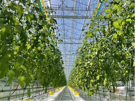 Czech 1000-square-meter strawberry greenhouse