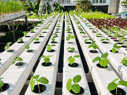 Brunei Hydroponics NFT System