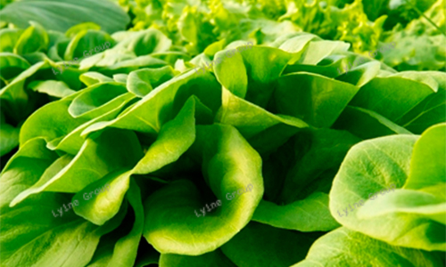 hydroponic lettuce