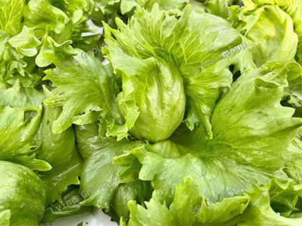 hydroponic lettuce