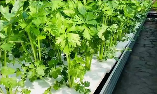  Hydroponics Farm System - Hydroponics and Aeroponics