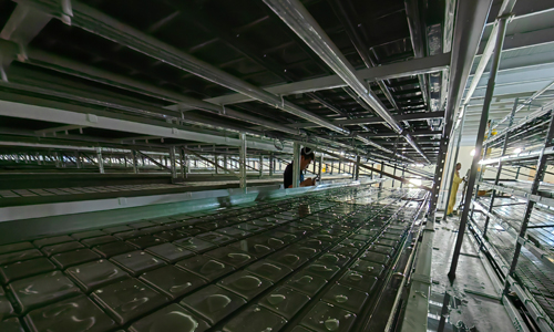 The Largest Indoor Farm In the Middle East - Oman Hydroponic Indoor Planting Project