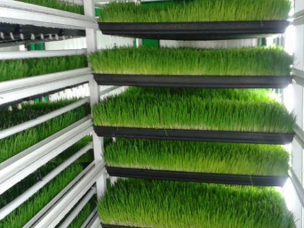Pakistan Hydroponic Fodder Container