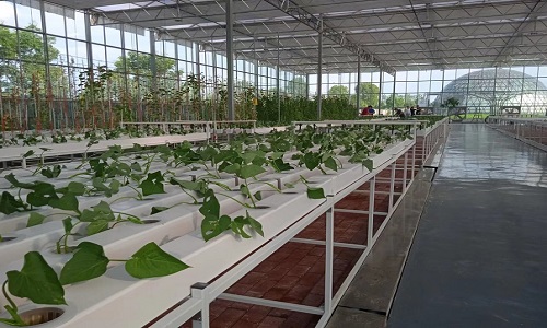 Hydroponic Greenhouse Construction Project