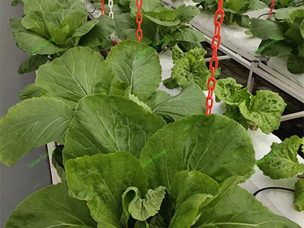 Hydroponic Greenhouse