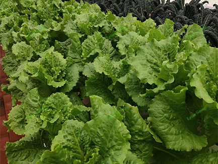 Hydroponic Greenhouses