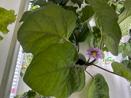 Hydroponic Eggplant