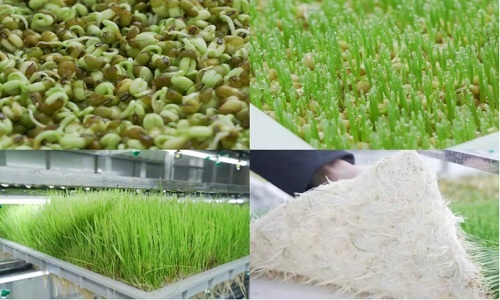 hydroponic fodder
