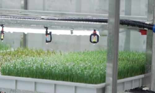  How Is The Planting Effect Of Hydroponic Fodder?