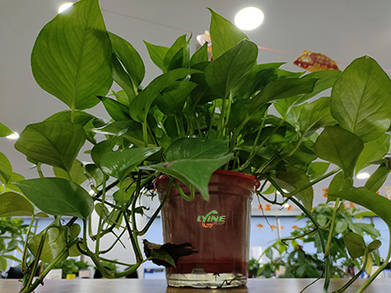 hydroponic pothos