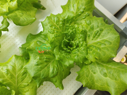 hydroponic lettuce