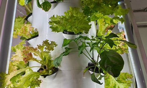  How To Plant Lettuce In Hydroponic Tower System?