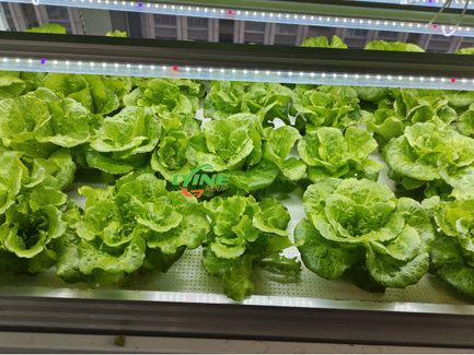 hydroponic lettuce