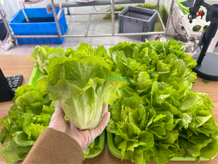 hydroponic vegetables