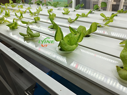 Hydroponic vegetables