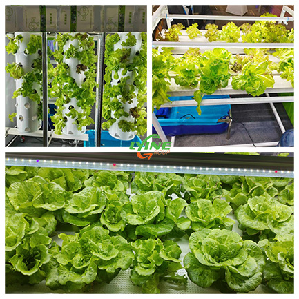 hydroponic lettuce01