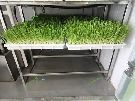 Hydroponic fodder