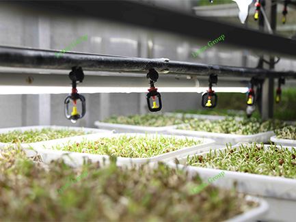 hydroponic fodder