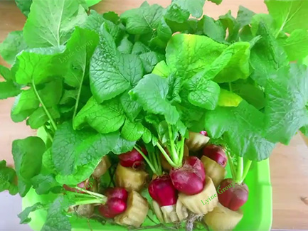 Hydroponic Radish