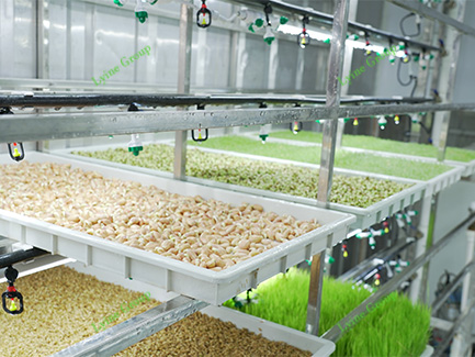 Hydroponic fodder