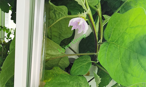 Planting eggplants