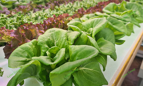 hydroponic vegetable