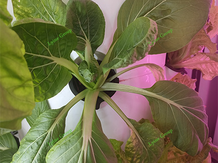 Hydroponic spinach