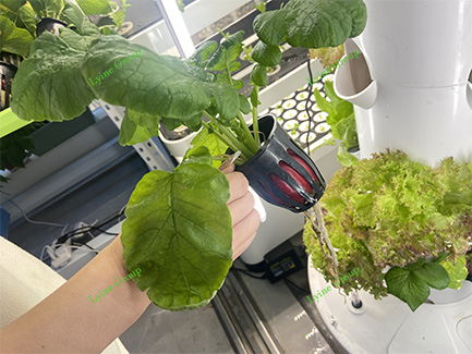 Hydroponic Radish