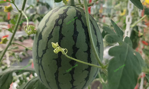 Hydroponic Watermelon